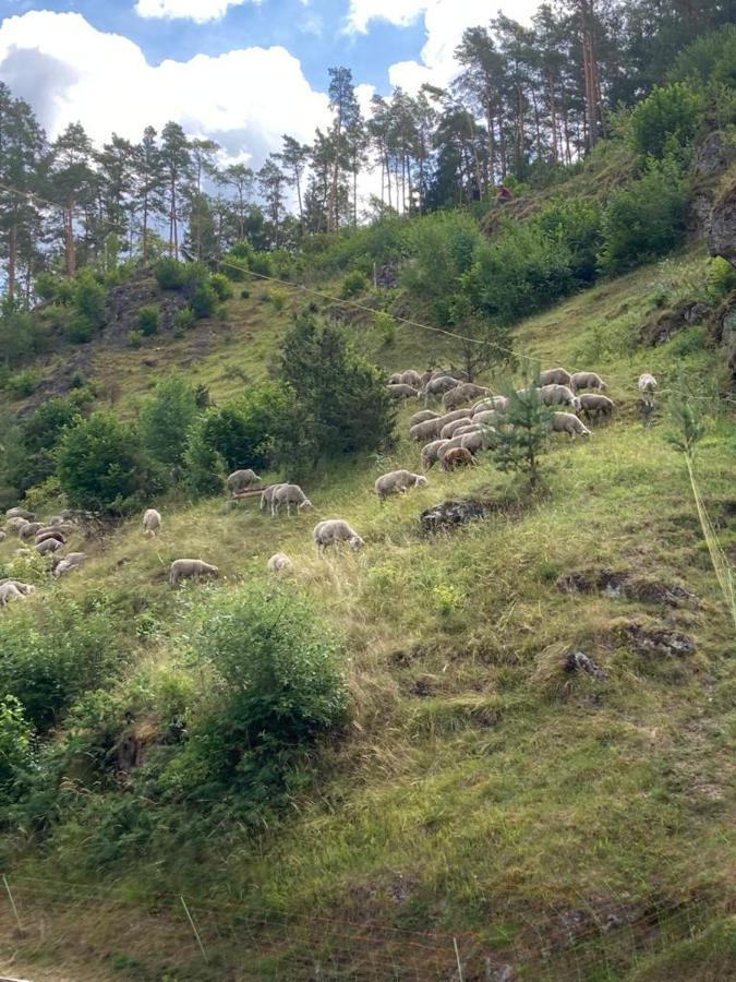 Forsterhof Lägenhet Pottenstein Exteriör bild